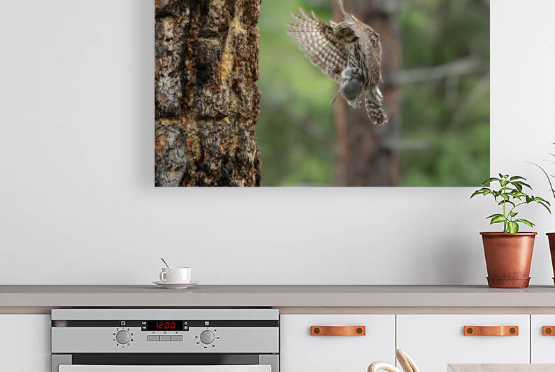 Northern Pygmy Owl by Randy Tremblay Photography