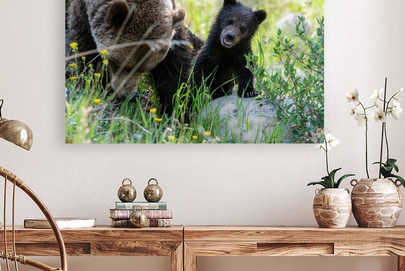 Grizzly Cub by Randy Tremblay Photography