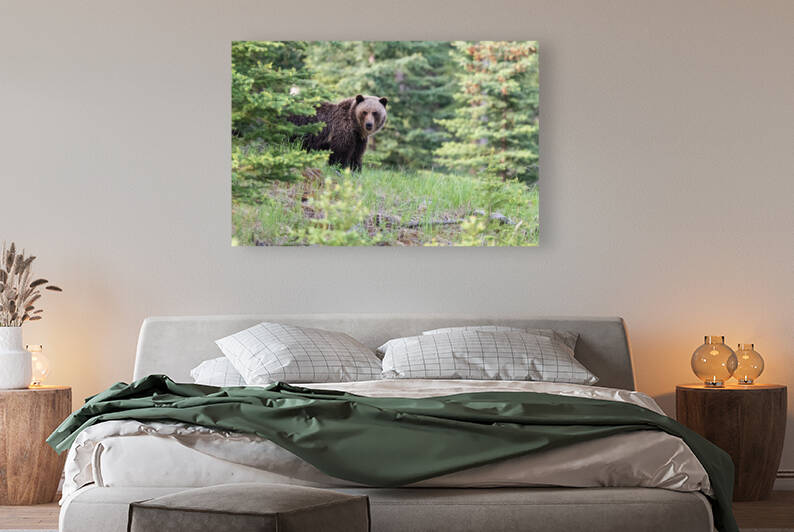 Grizzly Bear by Randy Tremblay Photography