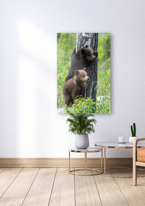 Grizzly Cubs by Randy Tremblay Photography