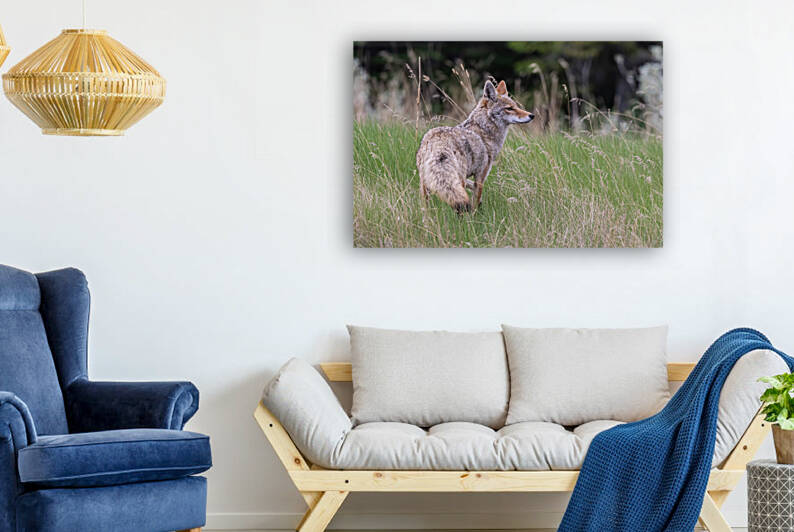 Coyote by Randy Tremblay Photography